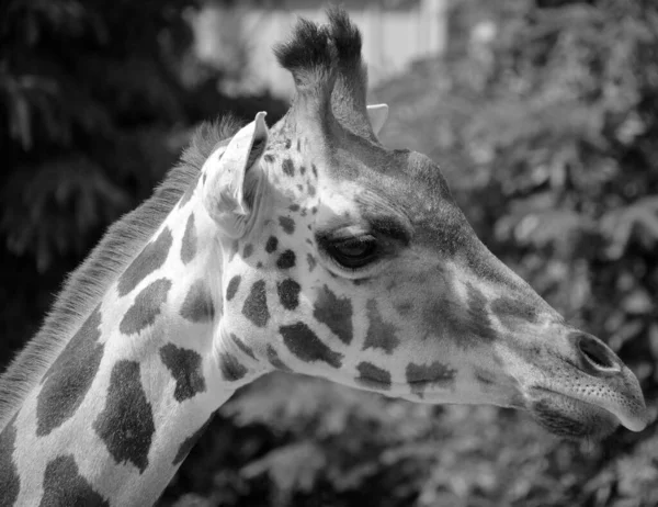 Жираф Giraffa Camelopardalis Африканское Копытное Копытное Млекопитающее Самое Высокое Ныне — стоковое фото