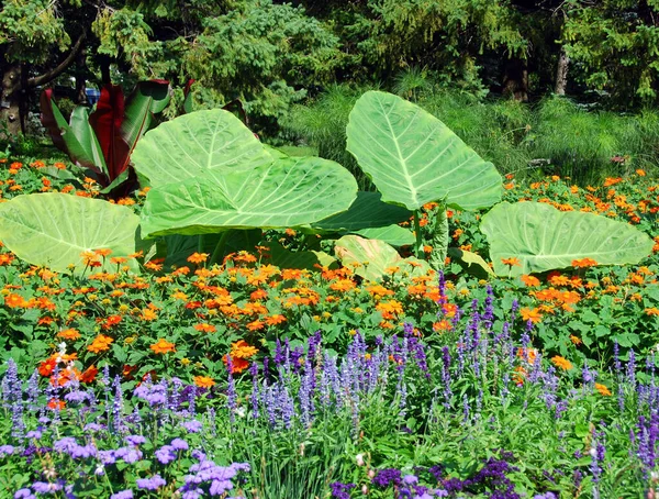 Flores Jardín — Foto de Stock