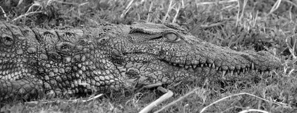 Nijlkrokodil Het Zambezi National Park Een Nationaal Park Gelegen Stroomopwaarts — Stockfoto