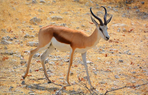 汤姆森羚羊 Eudorcas Thomsonii 是最有名的羚羊之一 它以探险家约瑟夫 汤姆森的名字命名 埃托沙国家公园是纳米比亚西北部的一个国家公园 — 图库照片