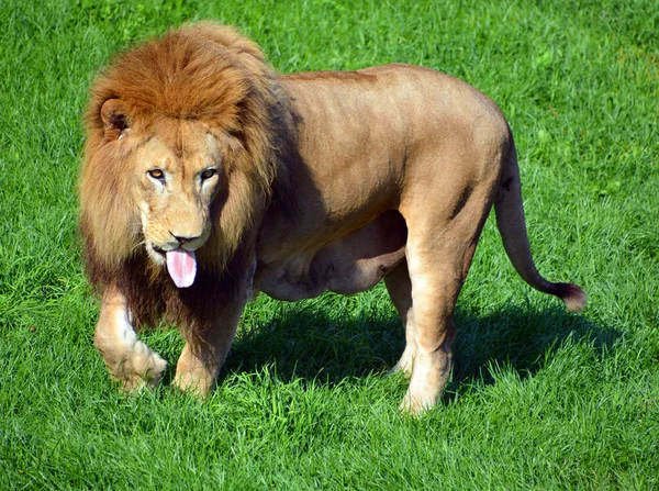 Lion Est Des Quatre Grands Chats Genre Panthera Membre Famille — Photo