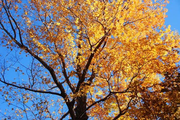 Cores Outono Laranja Vermelha Brilhante Folhas Amarelas Árvores — Fotografia de Stock