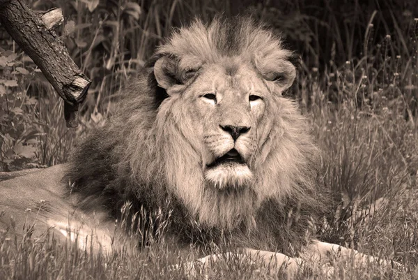 Lion Mâle Très Distinctif Lion Mâle Est Facilement Reconnu Par — Photo