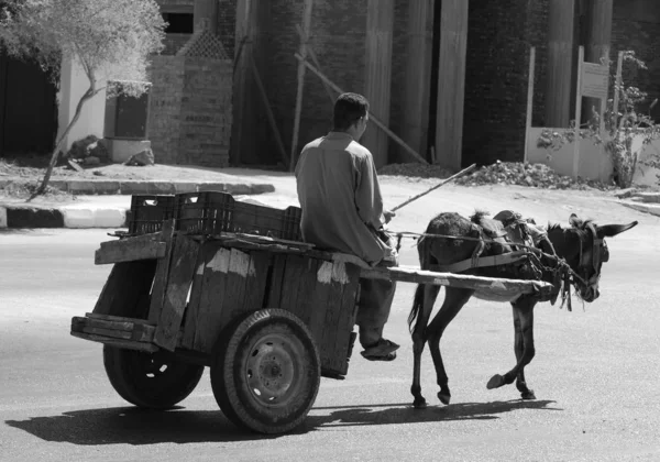 카이로 이집트 2009 카이로 당나귀에 마차에 상품을 돌보고 이집트 8500 — 스톡 사진