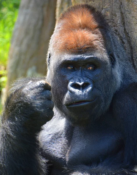 Gorilla Zijn Grootste Nog Levende Primaten Het Zijn Grondbewoners Voornamelijk — Stockfoto