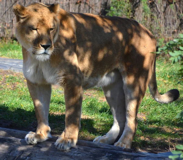 Leeuw Een Van Vier Grote Katten Van Het Geslacht Panthera — Stockfoto