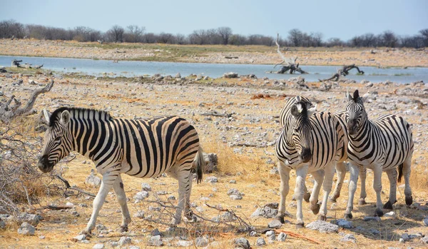 Zebry Jsou Několik Druhů Afrických Koňovitých Koňská Rodina Spojených Svými — Stock fotografie