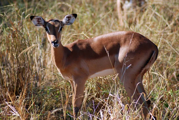 Hluhluwe Imfolozi Park Sudafrica Impala Aepyceros Melampus Antilope Medie Dimensioni — Foto Stock