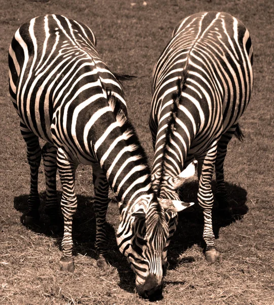 Zebras Flera Arter Afrikanska Hästdjur Häst Familj Förenas Sina Distinkta — Stockfoto