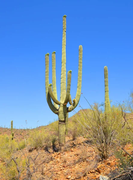 Saguaro National Park Amerikansk Nationalpark Pima County Tucson Sydöstra Arizona — Stockfoto