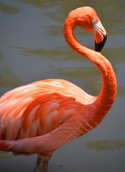 Flamingolar Veya Flamingolar Phoenicopteridae Familyasından Bir Kuş Türü Amerika Dört — Stok fotoğraf