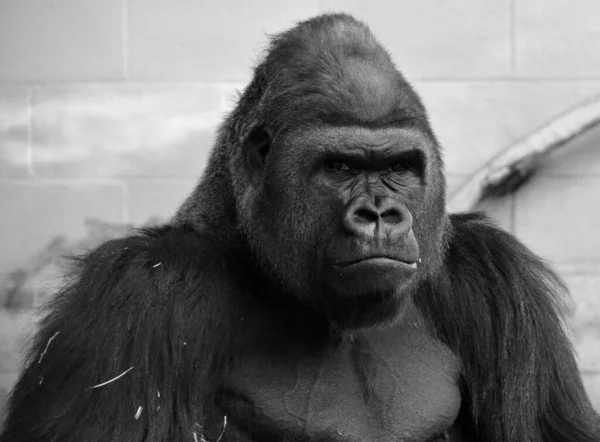 Gorillor Marklevande Främst Växtätande Apor Som Bebor Skogarna Centralafrika Gorillornas — Stockfoto