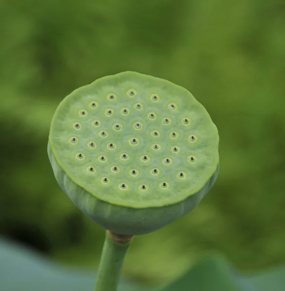 Цветок Лотоса Саду — стоковое фото