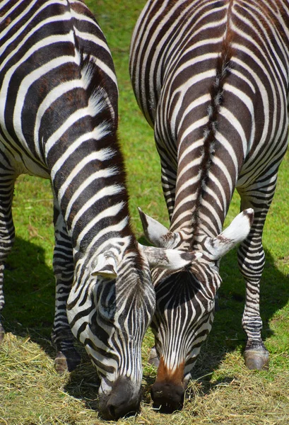 Zebras 是非洲的几种马科动物 它们因其独特的黑白相间的条纹而结合在一起 — 图库照片