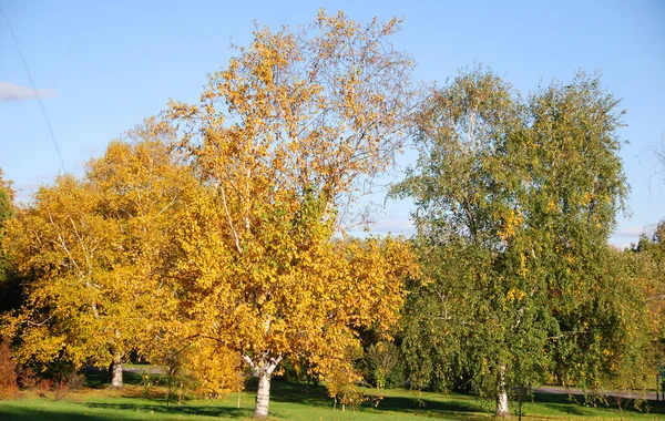 Осенний Парк Солнечный День — стоковое фото
