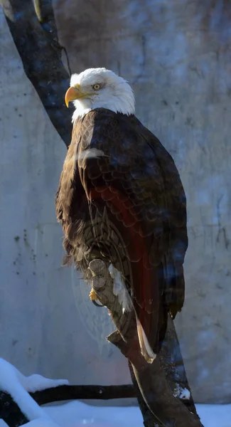 Águila Calva Ave Rapaz Que Encuentra América Del Norte Águila — Foto de Stock