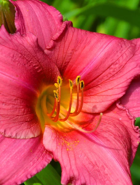 Hemerocallis Gardening 현화식물이다 그리고 원예가 그들의 매력적 오랫동안 품종을 — 스톡 사진