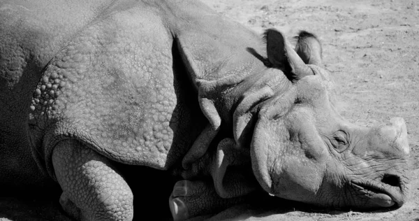 Индийский Носорог Rhinoceros Unicornis Называется Большим Однорогим Носорогом Азиатским Однорогим — стоковое фото