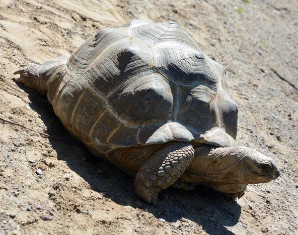 Den Gigantiska Sköldpaddan Aldabra Aldabrachelys Gigantea Från Öarna Aldabra Atoll — Stockfoto