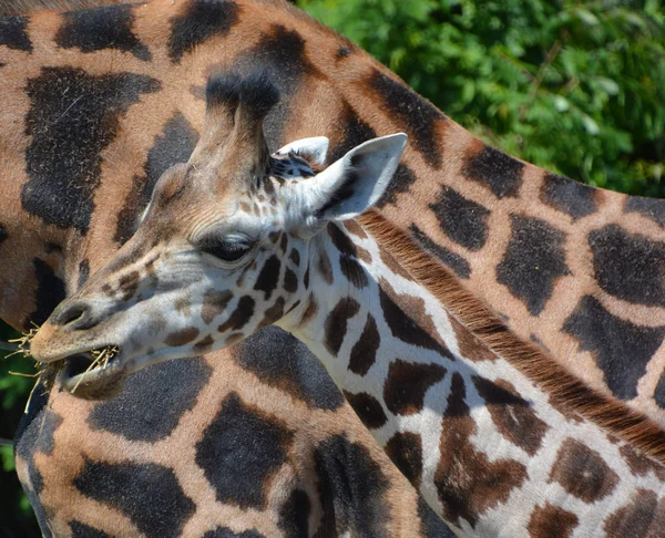 Жираф Giraffa Camelopardalis Африканський Негустий Ссавець Найвищий Усіх Видів Наземних — стокове фото