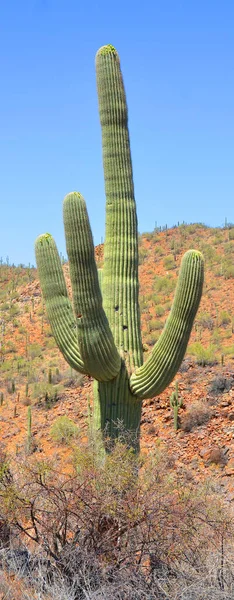 Kaktus Saguaro Nationalpark Kalifornien Usa — Stockfoto