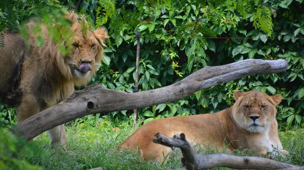 Lion Uno Los Cuatro Grandes Felinos Del Género Panthera Miembro —  Fotos de Stock