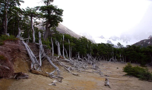 글레이셔스 Los Glaciares 피츠로 아르헨티나와 칠레의 국경에 파타고니아 근처에 파타고니아 — 스톡 사진