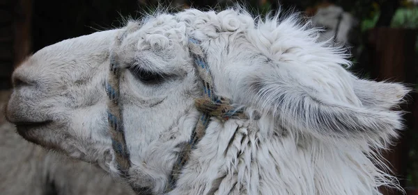 El Chalten Argentina, the llama (Lama glama) is a South American camelid, widely used as a meat and pack animal by Andean cultures since pre-Hispanic times.