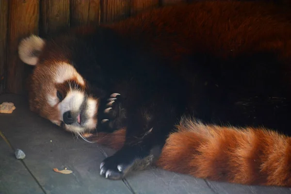 Mignonne Ours Rouge Sur Plancher Bois — Photo