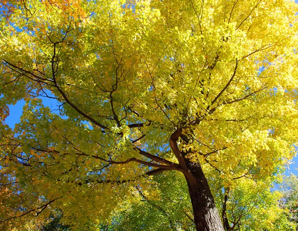 Árvore Outono Colorido Fundo Céu — Fotografia de Stock