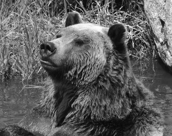 Niedźwiedź Grizzly Znany Również Jako Niedźwiedź Srebrzysty Grizzly Lub Północnoamerykański — Zdjęcie stockowe