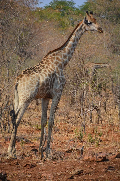 Giraffen Vid Giraffen Vid Zambezi National Park Nationalpark Som Ligger — Stockfoto