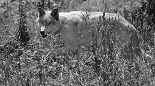 Lobo Cinzento Lobo Cinzento Canis Lupus Também Madeira Lobo Ocidental — Fotografia de Stock