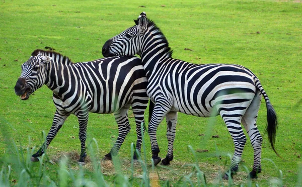 Зебры Несколько Видов Африканских Лошадей Семейство Лошадей Объединенных Своими Отличительными — стоковое фото