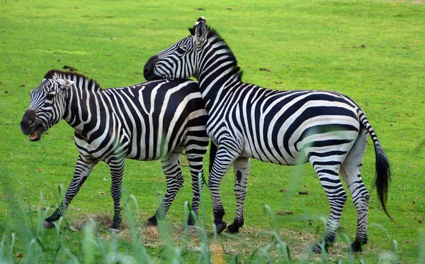 Zebras 是非洲的几种马科动物 它们因其独特的黑白相间的条纹而结合在一起 — 图库照片