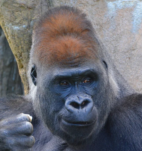 Gorillas Ground Dwelling Predominantly Herbivorous Apes Inhabit Forests Central Africa — Stock Photo, Image