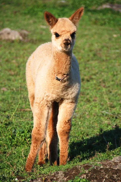 Alpaca Uma Espécie Camelóide América Sul Assemelha Pequeno Lhama Aparência — Fotografia de Stock