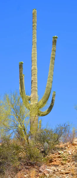 Saguaro National Park Amerikansk Nationalpark Pima County Tucson Sydöstra Arizona — Stockfoto