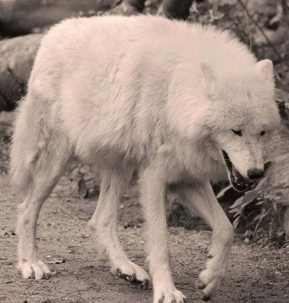 Αρκτικός Λύκος Polar White Wolf Είναι Ένα Υποείδος Του Gray — Φωτογραφία Αρχείου