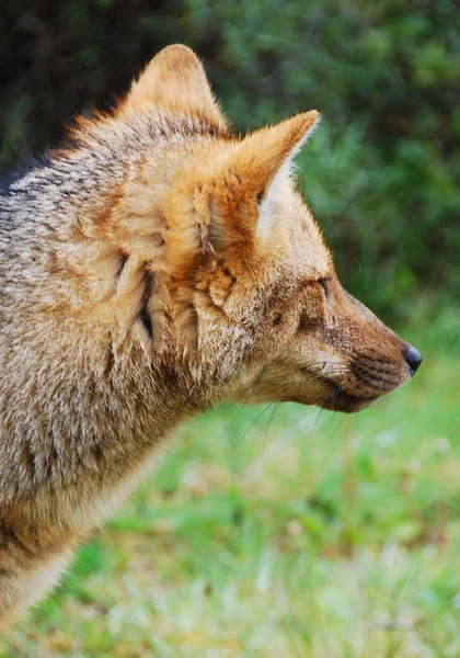 The culpeo (Lycalopex culpaeus), sometimes known as the culpeo zorro or Andean fox (wolf), is a South American species of wild dog. Torres del paine, Patagonia, Chili