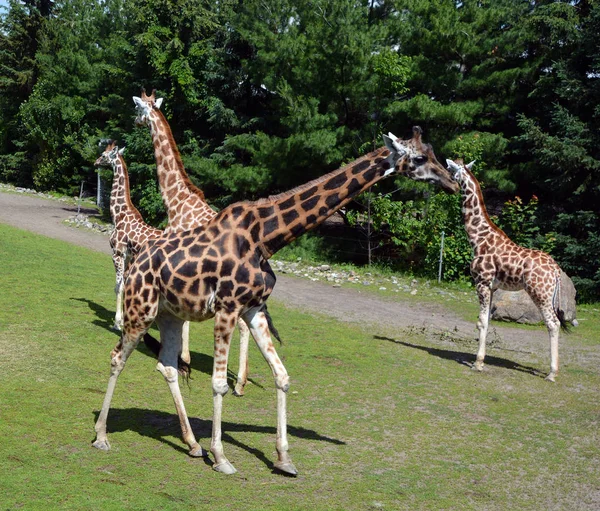 キリン キリン Giraffa Camelopardalis アフリカに生息するアングルの哺乳類で 現存する全ての動物種の中で最も背が高く 最大のラミナントである — ストック写真