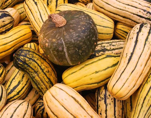 Çiftçi pazarında yeni toplanmış renkli kabaklar ve kabaklar sergileniyor.