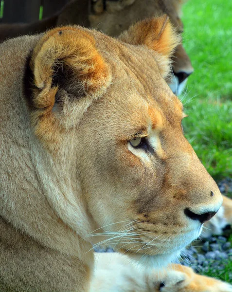 Leão Dos Quatro Grandes Gatos Gênero Panthera Membro Família Felidae — Fotografia de Stock