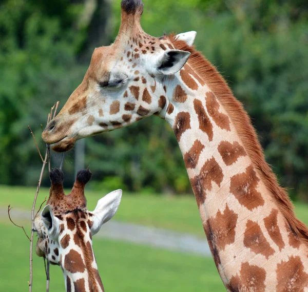 Girafa Mamífero Ungulado Africano Uniforme Mais Alto Todas Espécies Animais — Fotografia de Stock