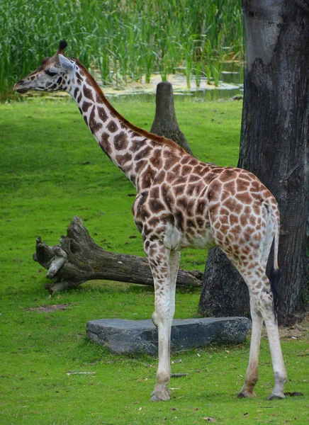 Die Giraffe Giraffa Camelopardalis Ist Ein Afrikanisches Säugetier Mit Geraden — Stockfoto