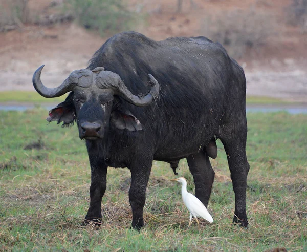Birds cleaning a Buffalo at the Zambezi National Park is a national park located upstream from Victoria Falls on the Zambezi River in Zimbabwe.