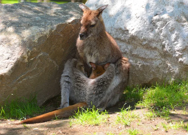 Madre Bebé Wallaby Cualquier Animal Perteneciente Familia Macropodidae Que Sea —  Fotos de Stock