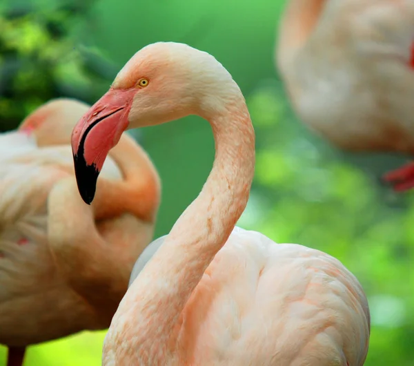 フラミンゴ Flamingos またはフラミンゴ Flamingos 鳥類の一種で フェニコプター科で唯一の属である アメリカにはフラミンゴが4種 旧世界には2種あります — ストック写真