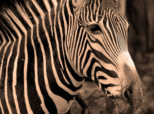 The Grevy's zebra (Equus grevyi), also known as the imperial zebra, is the largest living wild equid and the largest and most threatened of the three species of zebra