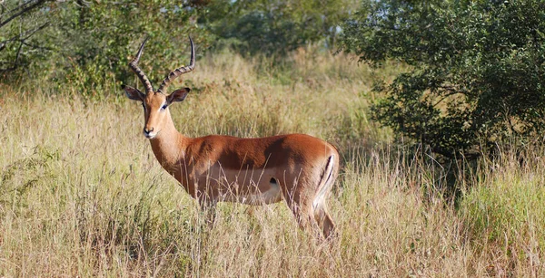 Park Hluhluwe Imfolozi Rpa Impala Aepyceros Melampus Średniej Wielkości Antylopa — Zdjęcie stockowe